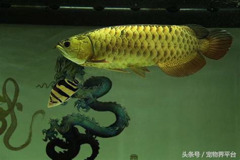 龍魚混養|【龍魚可以和什麼魚混養】驚！龍魚竟能和這些魚兒和睦相處？揭。